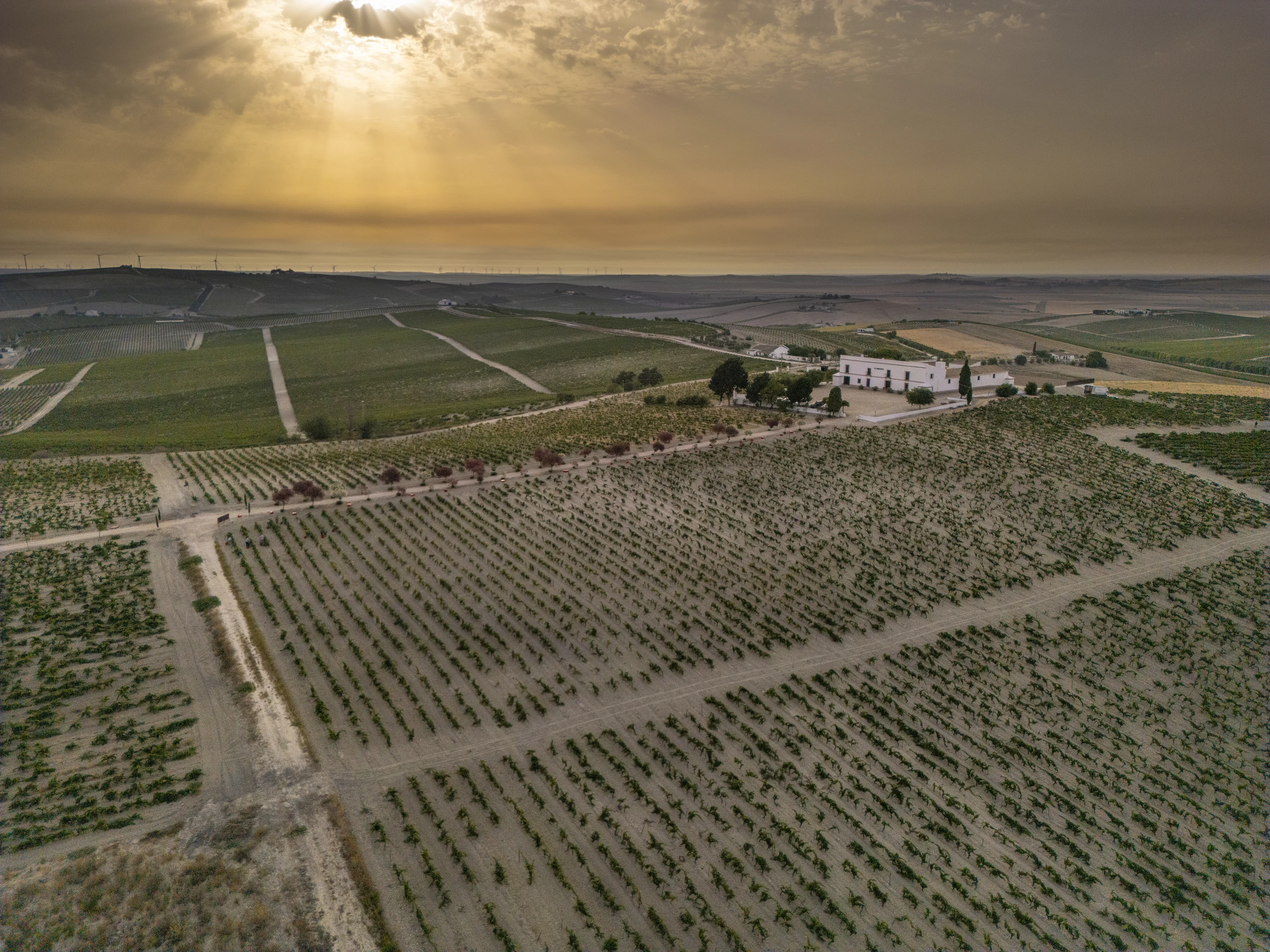 Vista aérea del viñedo del Grupo Carrascal