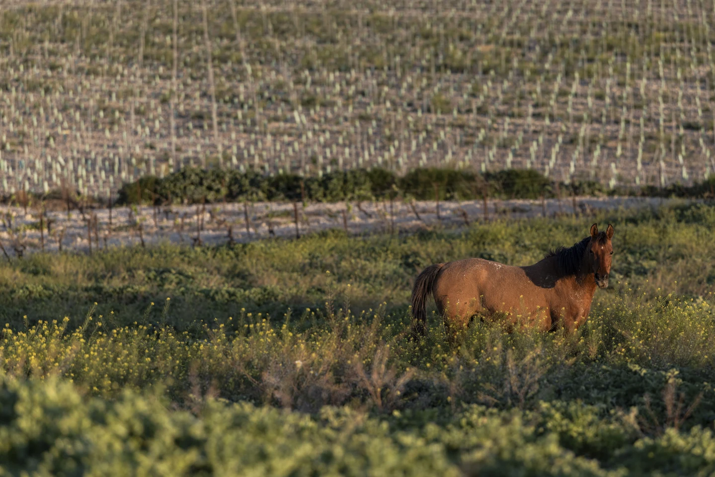 Caballo en la campiña