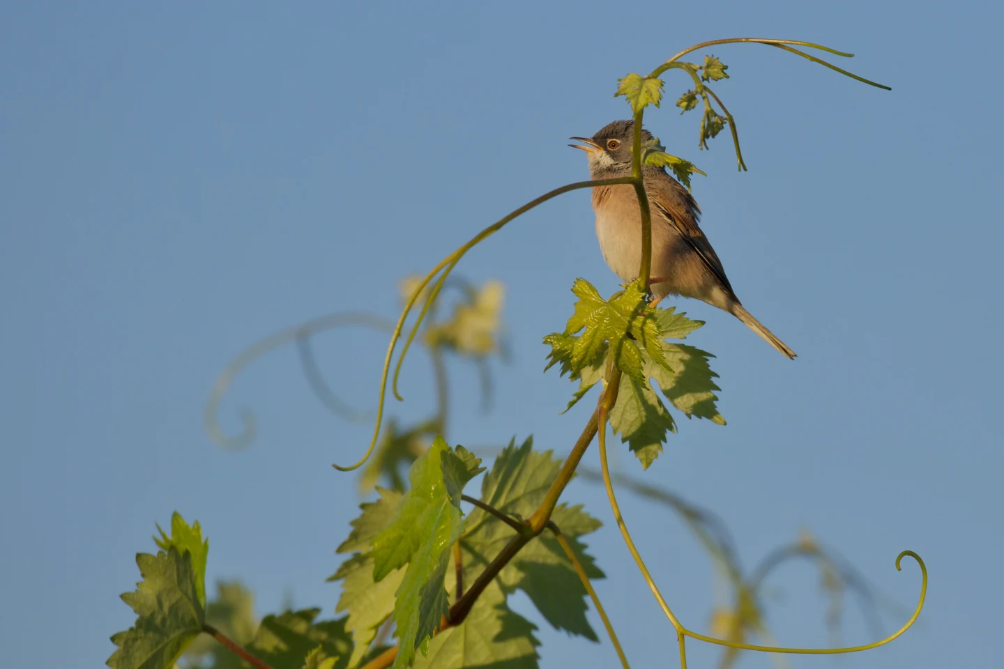 Curruca tomillera