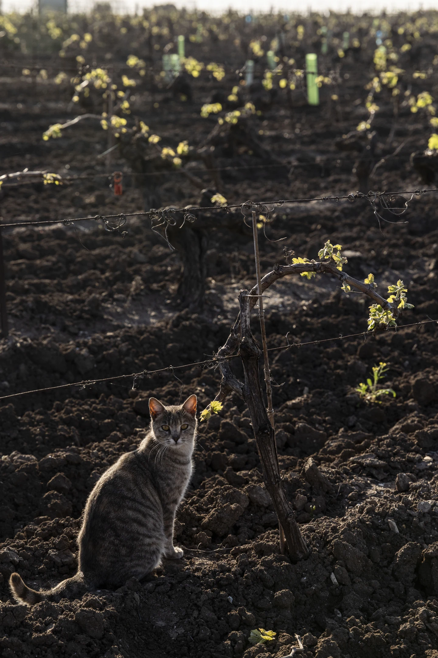 Gato entre las cepas