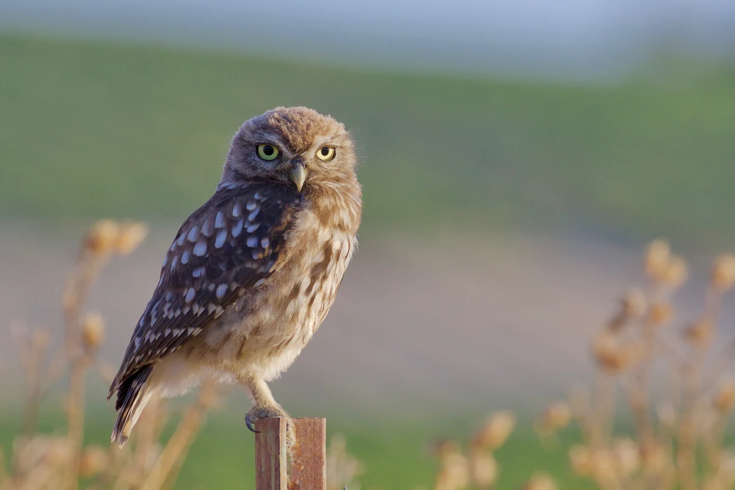 Mochuelo europeo