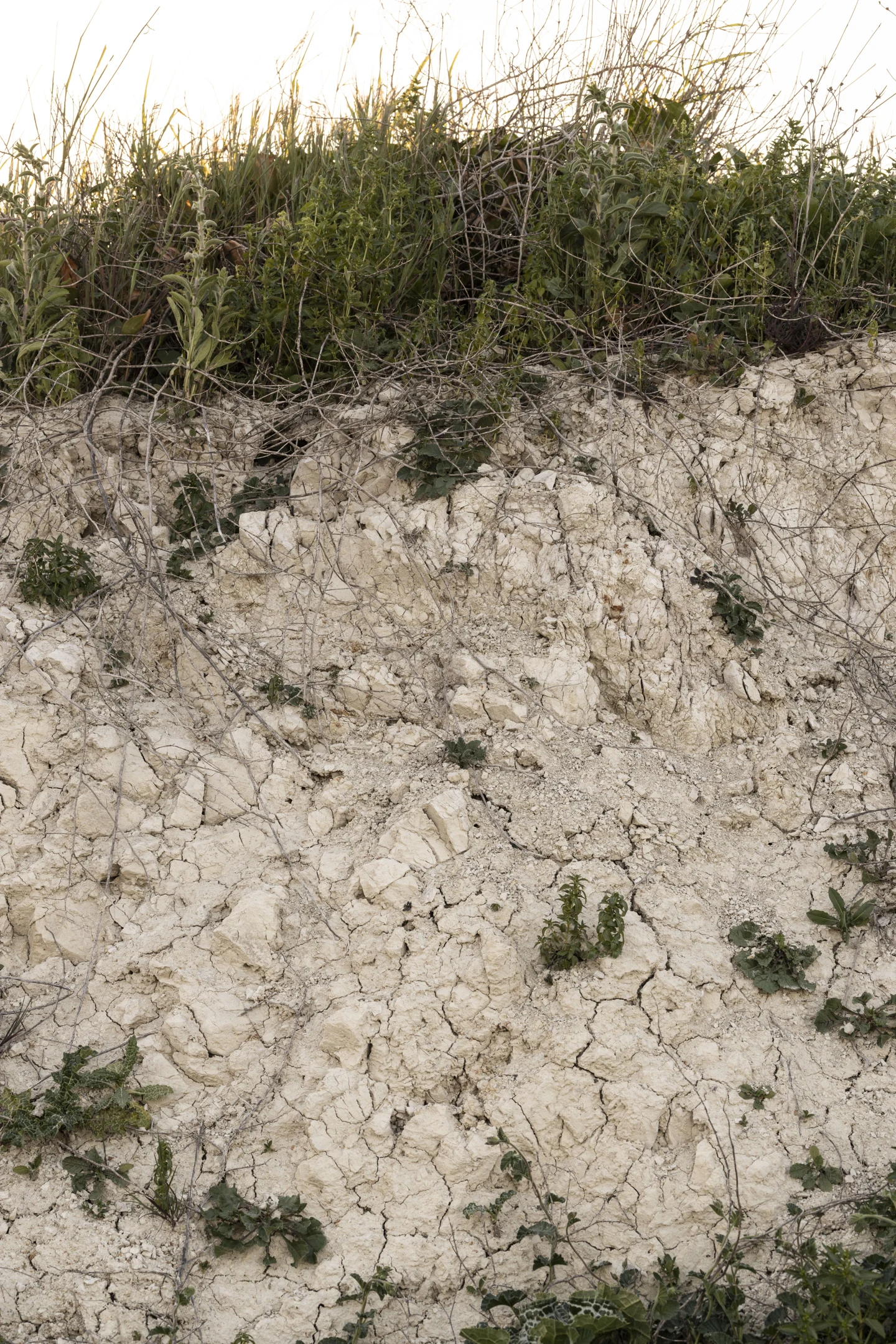Raíces en un perfil de albariza