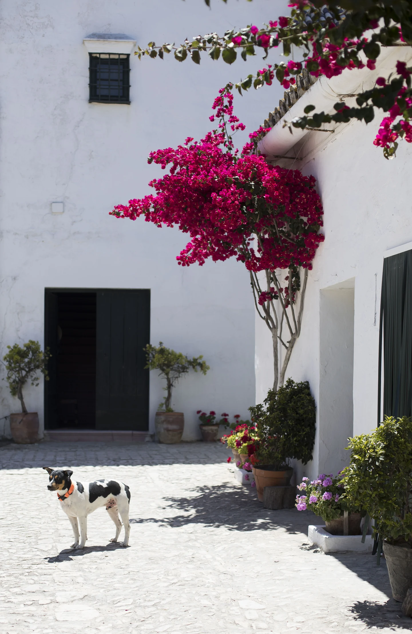 Perro junto a una casa de viña