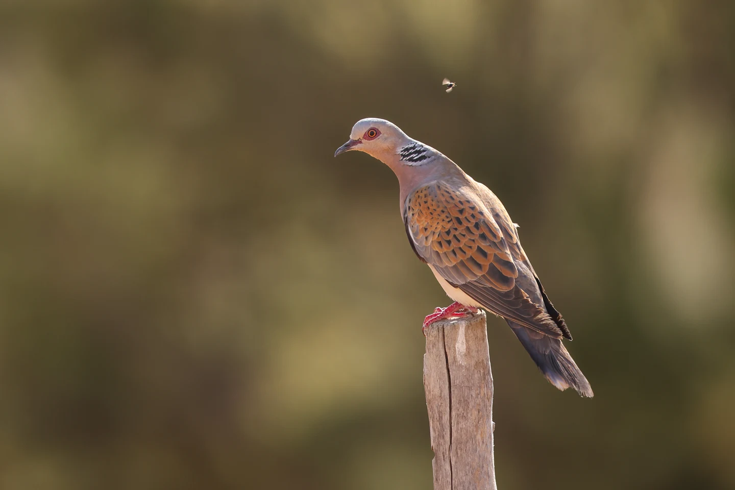 Tórtola europea