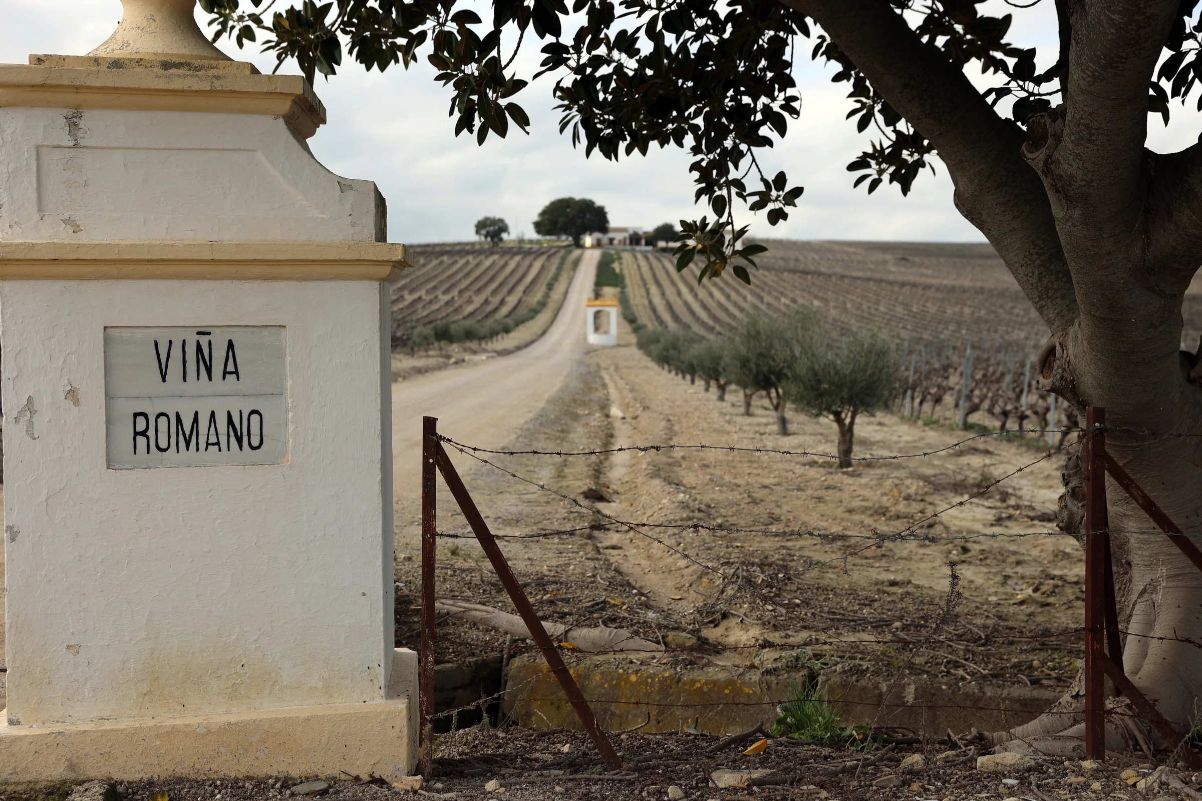 Acceso actual a Viña Romano
